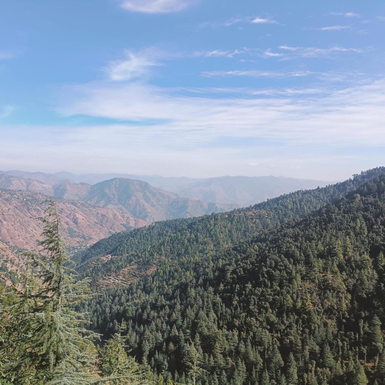Peace Holiday Homestay Chail Exterior foto
